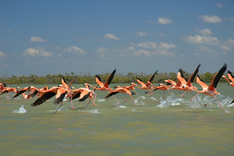 Flamingo's in Río Lagartos, Mexico